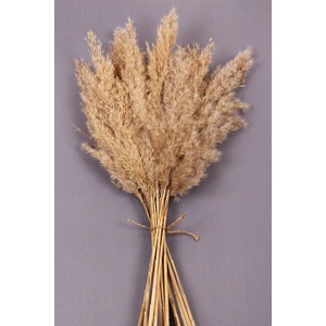 Kuru Çiçek Pampas 15 Adet 100 cm Boy - Naturel