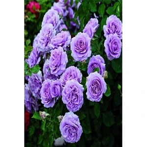 Ucuzluk Diyarı 2 Adet Yediveren Lila Renk Gül Fidanı Saksılı