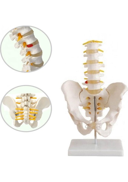 Pelvis Leğen Maketi Model 31
