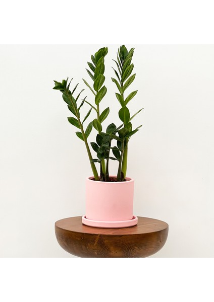 Zamia Zamioculcas Ruby Pembe Saksılı 30-40cm