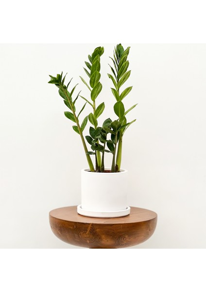 Zamia Zamioculcas Ruby Beyaz Saksılı 30-40cm