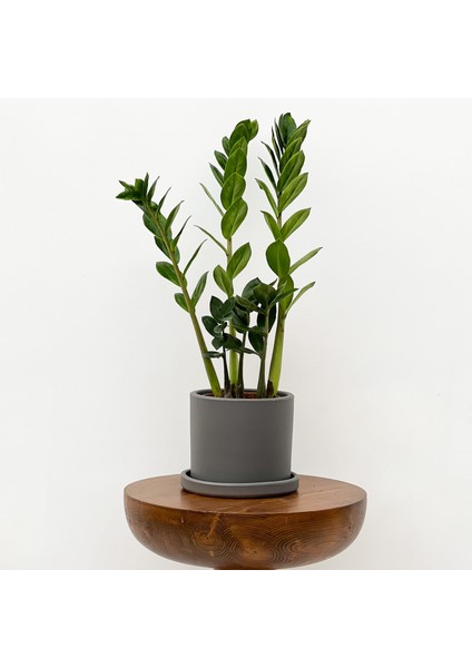 Zamia Zamioculcas Ruby Gri Saksılı 30-40cm