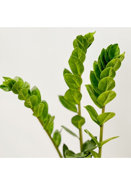 Zamia Zamioculcas Ruby Gri Saksılı 30-40cm