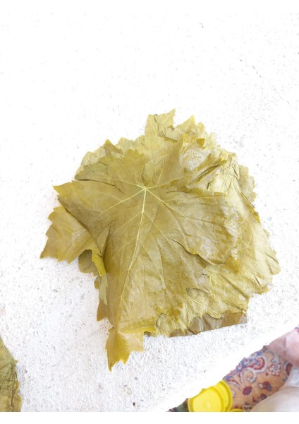 2022 Yeni Sezon Sultaniye Çekirdeksiz Üzüm Yaprağı Salamura 5 kg