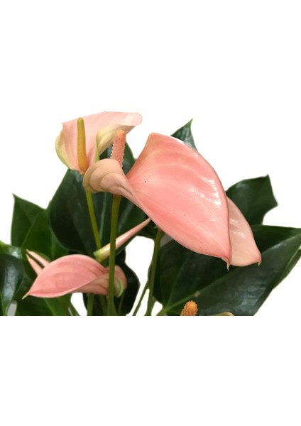 - Anthurium Andraeanum 'Pinkish' (Flamingo Çiçeği)