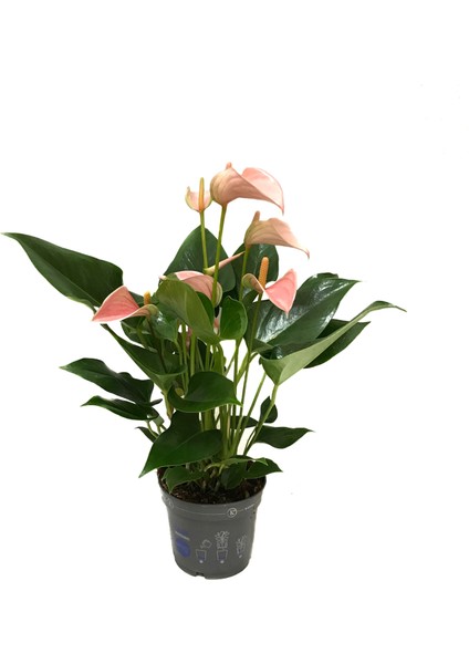 - Anthurium Andraeanum 'Pinkish' (Flamingo Çiçeği)