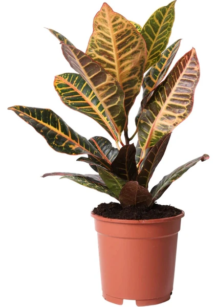 Croton Petra 35-45CM (Kraton Bitkisi) Ev Bitkisi Ofis Bitkisi Salon Bitkisi