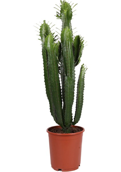 Euphorbia Acrurensis 80-100 cm Afrika Süt Ağacı Büyük Kovboy Kaktüs