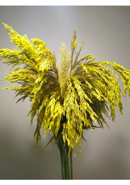 8'li Büyük Demet Pampas Sarı 100CM Boyunda