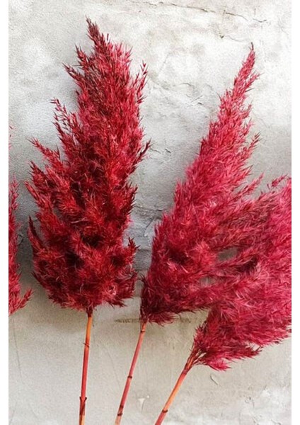 8'li Büyük Demet Pampas Koyu Fuşya 100CM Boyunda