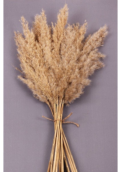 Kuru Çiçek Pampas 15 Adet 100 cm Boy - Naturel