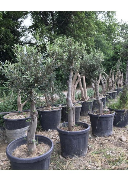 10 Yaş Saksıda Gemlik Zeytin Ağacı