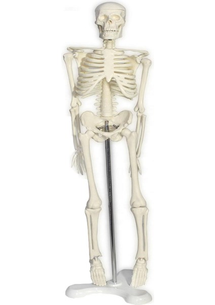 Tam Iskelet Maketi 45 cm Model 32