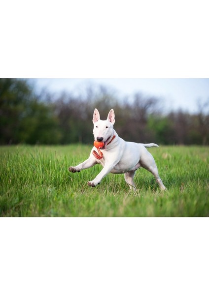 Liker Line 7 Ufak ve Orta Irk Köpek Oyuncağı 7 cm