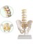 Pelvis Leğen Maketi Model 31 1