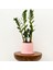 Zamia Zamioculcas Ruby Pembe Saksılı 30-40cm 1