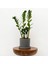 Zamia Zamioculcas Ruby Gri Saksılı 30-40cm 1