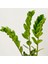Zamia Zamioculcas Ruby Gri Saksılı 30-40cm 2
