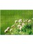 Otların Arasında Yeni Açan Çiçekler 120 Parça Puzzle Yapboz Mdf (Ahşap) 1
