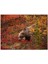 Sonbahar Renkli Ormandaki Boz Ayı 120 Parça Puzzle Yapboz Mdf (Ahşap) 1