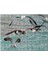 Martılar ve Dalgalı Deniz Arkaplan 120 Parça Puzzle Yapboz Mdf (Ahşap) 1