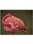 Kendine Sarınarak Dinlenen Flamingo 120 Parça Puzzle Yapboz Mdf (Ahşap) 1