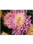 Sarı ve Pembe Çiçek Yakın Çekim Flu Arkaplan 255 Parça Puzzle Yapboz Mdf (Ahşap) 1