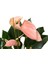 - Anthurium Andraeanum 'Pinkish' (Flamingo Çiçeği) 1