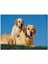 Çayırda Anne Labrador ve Yavrusu 120 Parça Puzzle Yapboz Mdf (Ahşap) 1