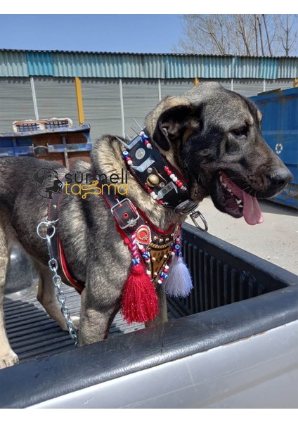 Sürmeli Tasma Kangal Çoban Gladyatör Köpek Tasma Seti Deri