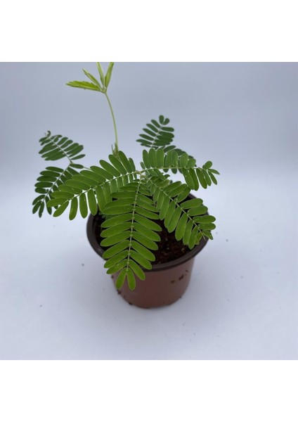 Tüplü Mini Boy Küstüm Çiçeği Fidanı Fidesi 3-13 cm