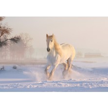 Orhun Store At Horse 3D Poster - 3 Boyutlu Tek Parça Duvar Kağıdı