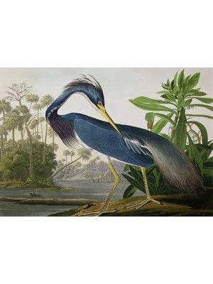 Orhun Store Kuş  3D Poster - 3 Boyutlu Tek Parça Duvar Kağıdı