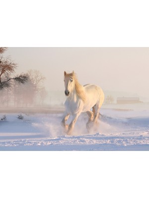 Orhun Store At Horse 3D Poster - 3 Boyutlu Tek Parça Duvar Kağıdı