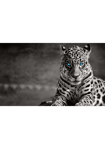Leopar 3D Poster - 3 Boyutlu Tek Parça Duvar Kağıdı