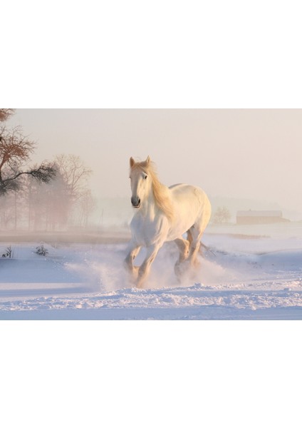 Orhun Store At Horse 3D Poster - 3 Boyutlu Tek Parça Duvar Kağıdı