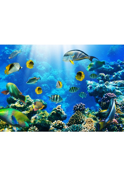 Akvaryum 3D Poster - 3 Boyutlu Tek Parça Duvar Kağıdı