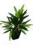 Yapay Bambu Ağaç Si̇yah Saksida 35 cm Boy Bambu Çi̇çek 2