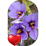 Net Tarım 80 Adet Safran Çiçeği Soğanı