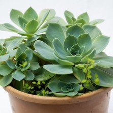 Işık Peyzaj Echeveria – Eçeverya