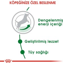 Royal Canin Mini Adult Küçük Irk Yetişkin Köpek Maması 4 kg