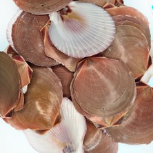 Evinizdeki Okyanus Esintisi Turkuaz Hediyelik Deniz Kabuğu 100 gr Paket Moon Scallop