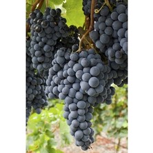 Ucuzluk Diyarı 2 Adet Prima Siyah Üzüm Fidanı Tüplü 2 Yaş