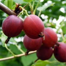 Ormandan Bektaşi Üzümü Fidanı Kırmızı (Gooseberry)