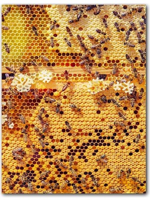 Cakatablo Ahşap Tablo Arı Peteği Görseli (25X35 cm Boyut)