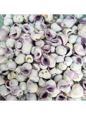 Evinizdeki Okyanus Esintisi Turkuaz Hediyelik Deniz Kabuğu 100 gr Paket Cebu Beauty