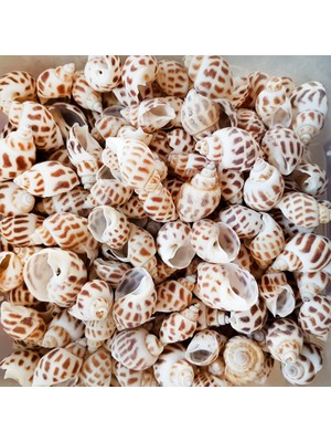 Evinizdeki Okyanus Esintisi Turkuaz Hediyelik Deniz Kabuğu 100 gr Paket Babylonıa Areolata