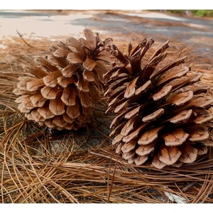 Kozalak 25 Dekoratif Kozalak