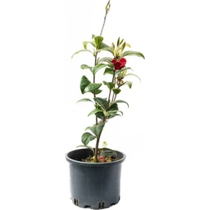 Işık Peyzaj Camellia Japonica - Japon Kamelyası