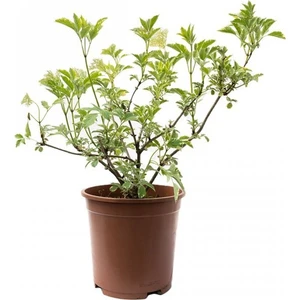 Işık Peyzaj Sambucus Nigra Gold Spark - Kara Mürver